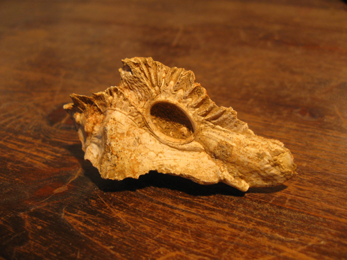 Purpurellus veranyi (Paulucci, 1866) - Pliocene